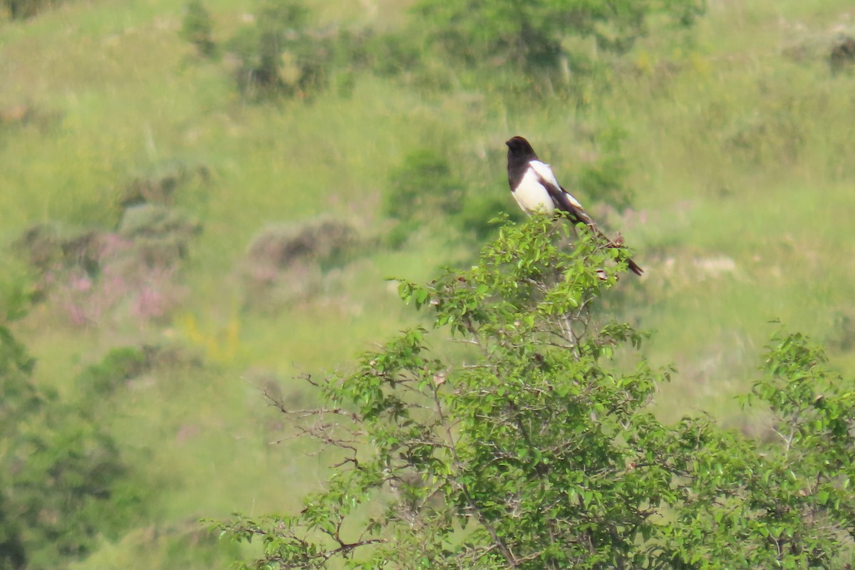 Eurasian Magpie - ML619992130