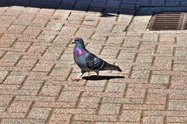 Rock Pigeon (Feral Pigeon) - ML619992131