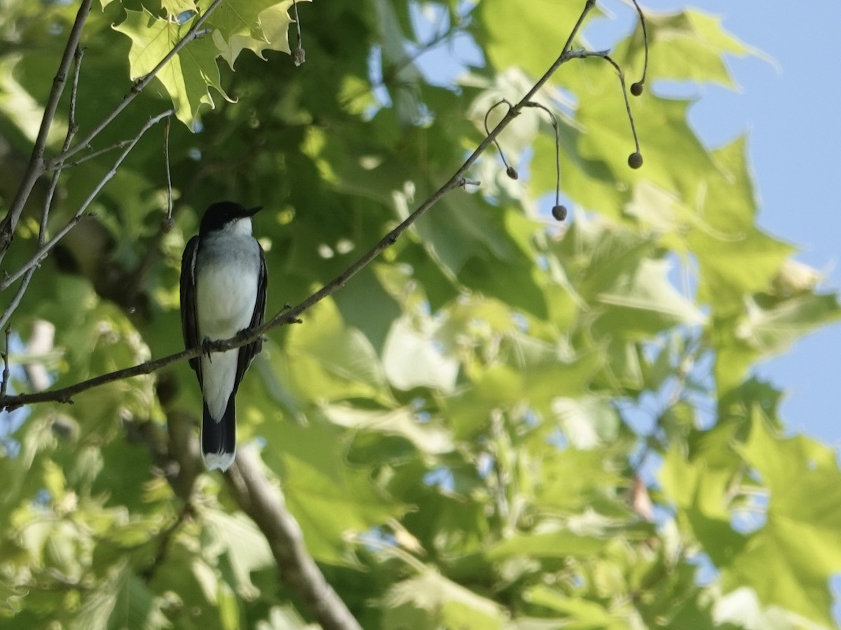 Eastern Kingbird - ML619992133