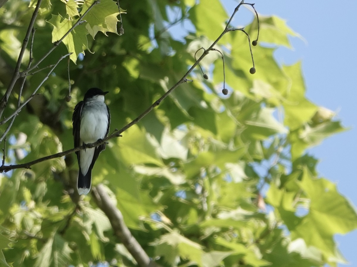 Eastern Kingbird - ML619992134