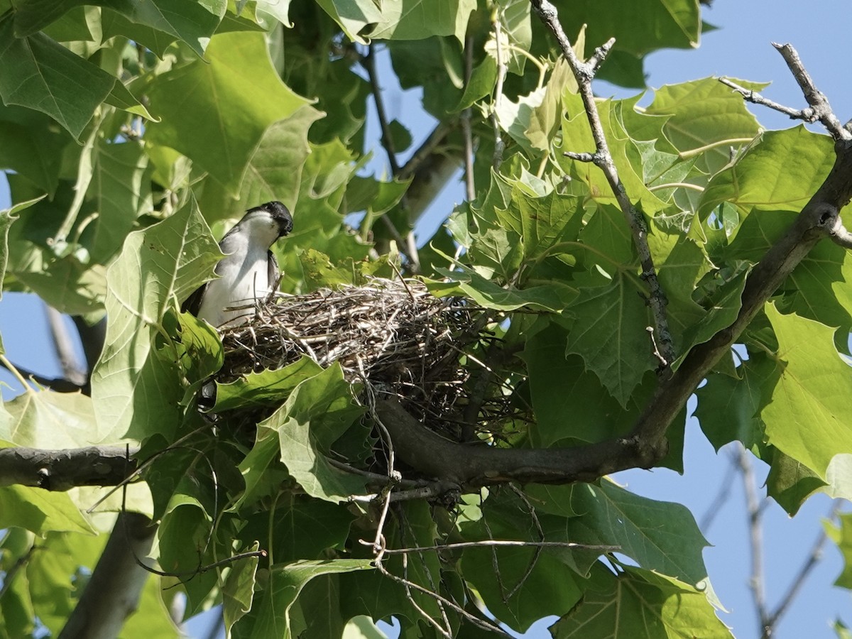 Eastern Kingbird - ML619992136