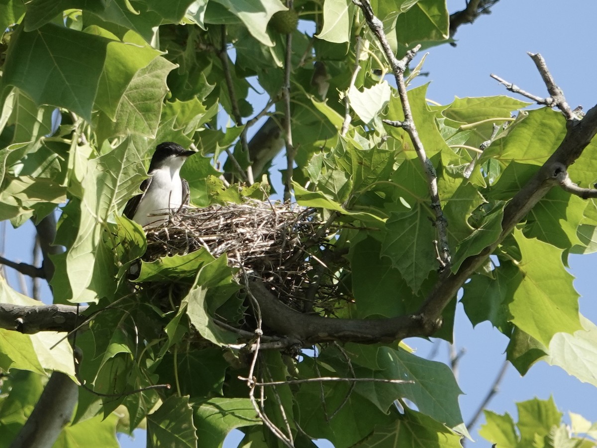 Eastern Kingbird - ML619992137