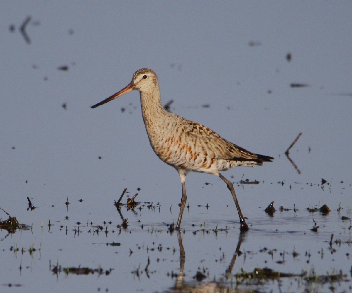 Hudsonian Godwit - ML619992139