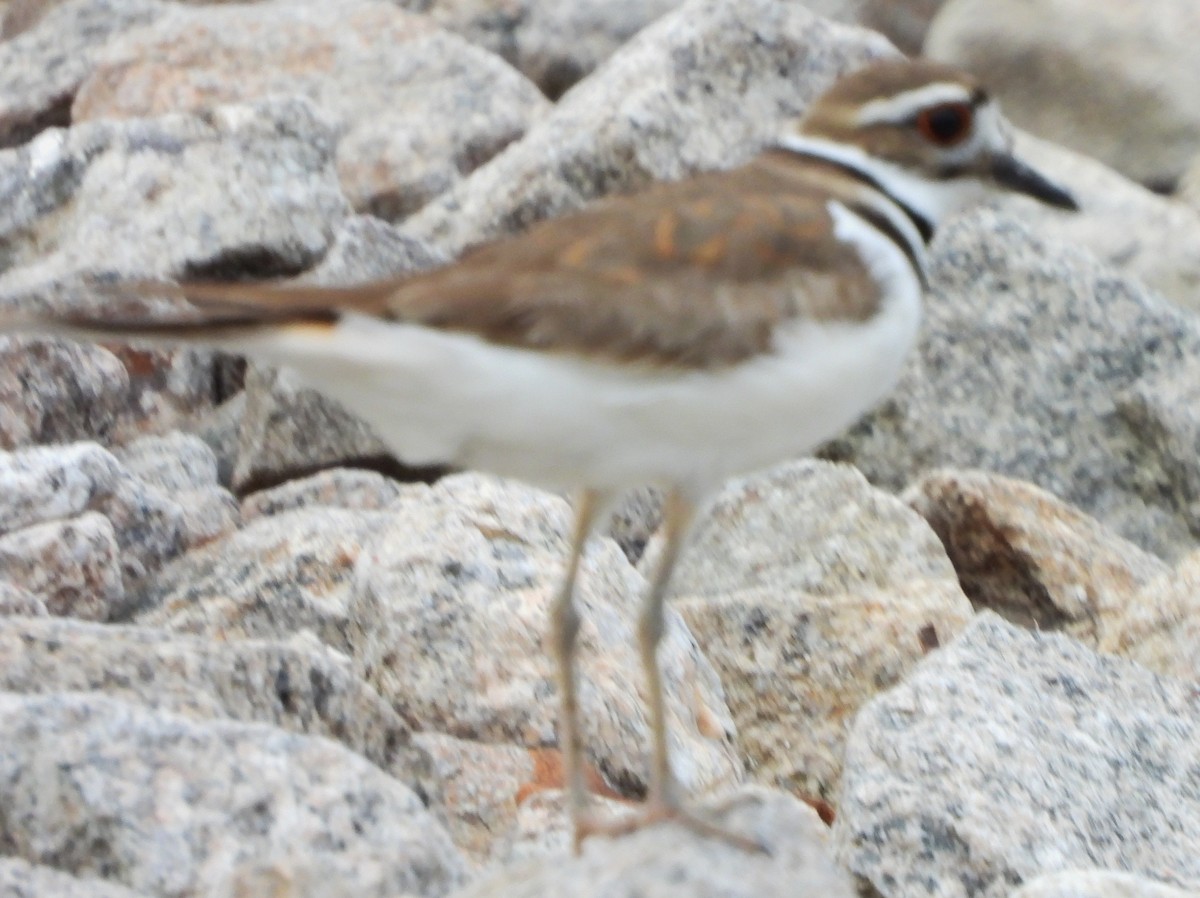 Killdeer - ML619992144