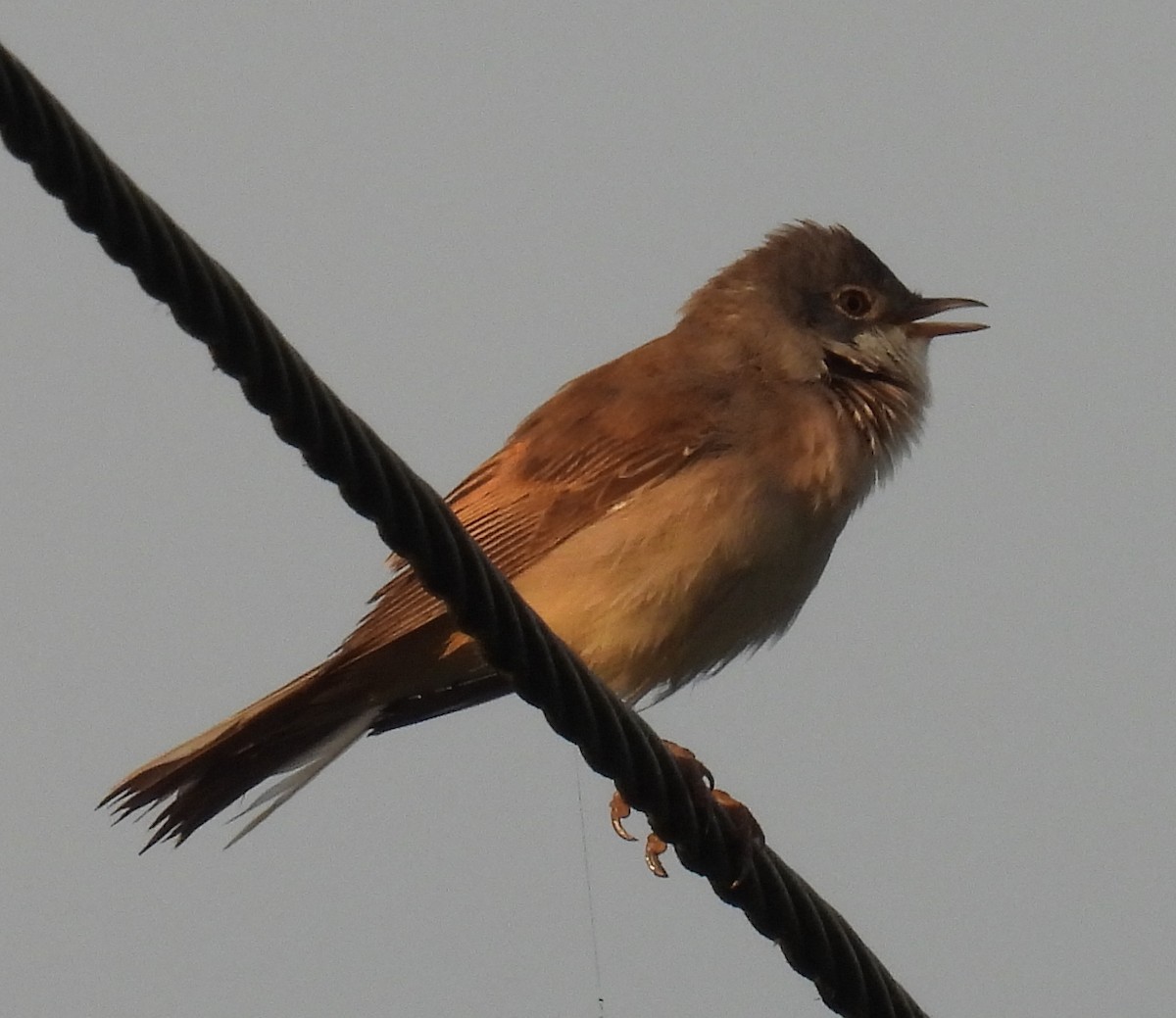 Greater Whitethroat - ML619992149