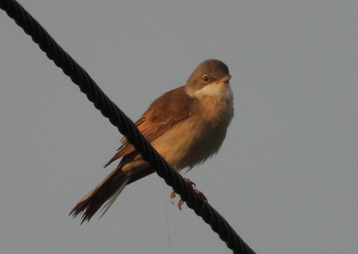 Greater Whitethroat - ML619992152