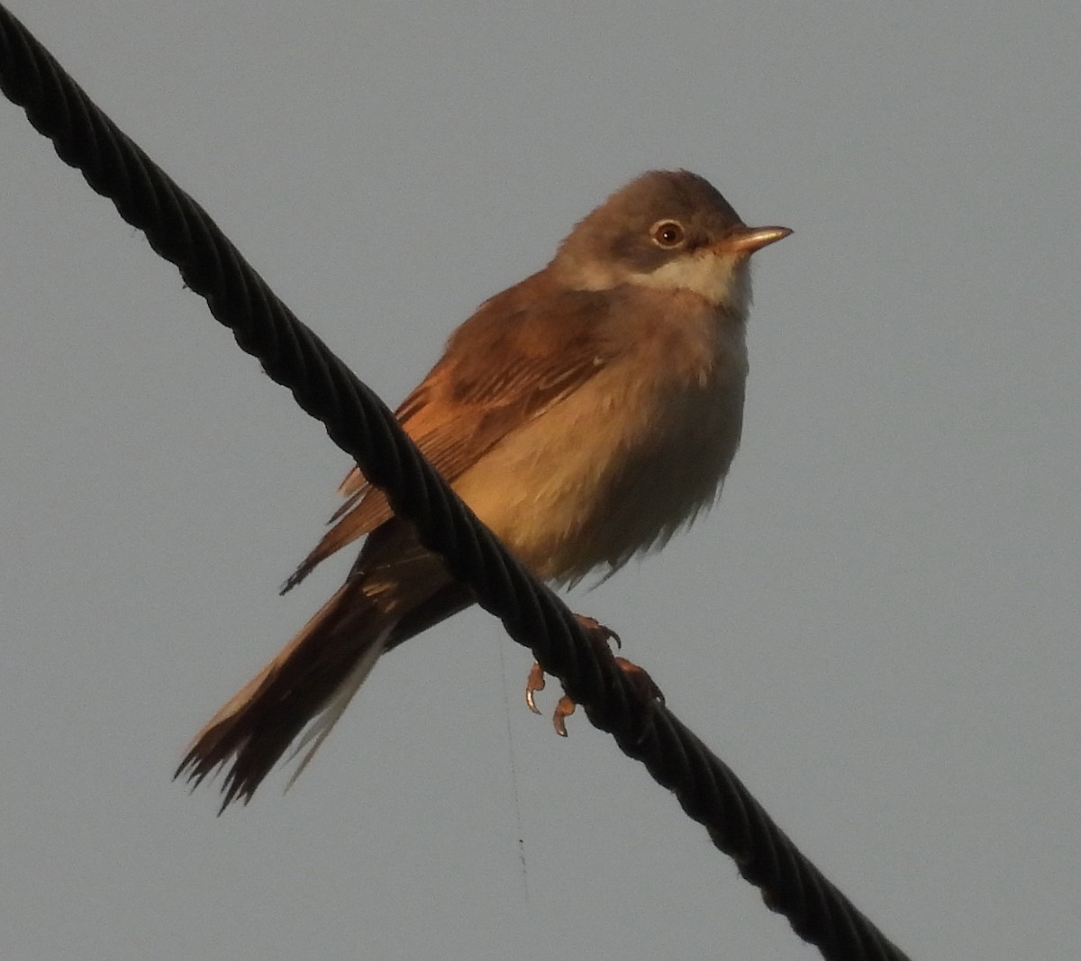 Greater Whitethroat - ML619992153