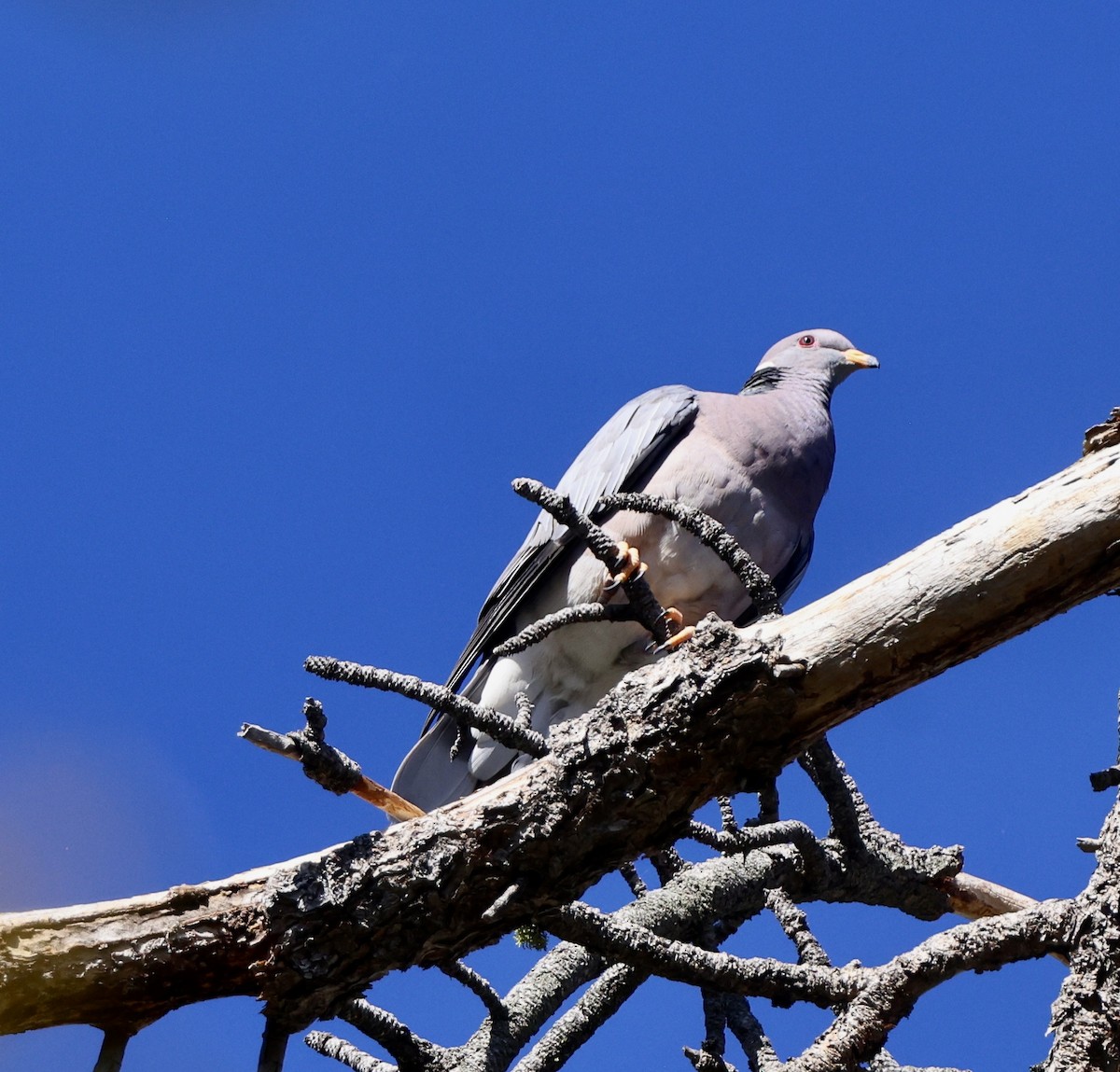 Band-tailed Pigeon - ML619992154