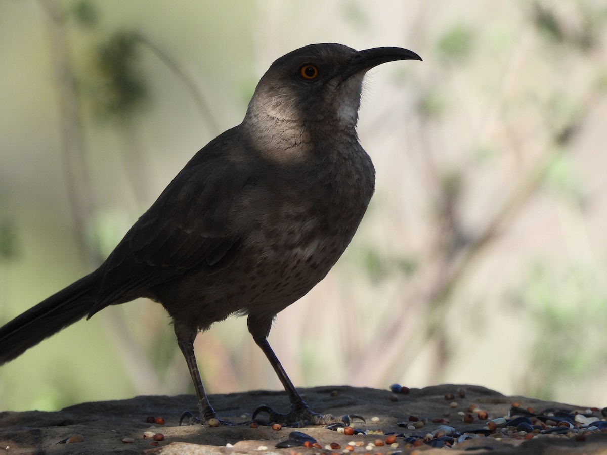 Curve-billed Thrasher - ML619992155