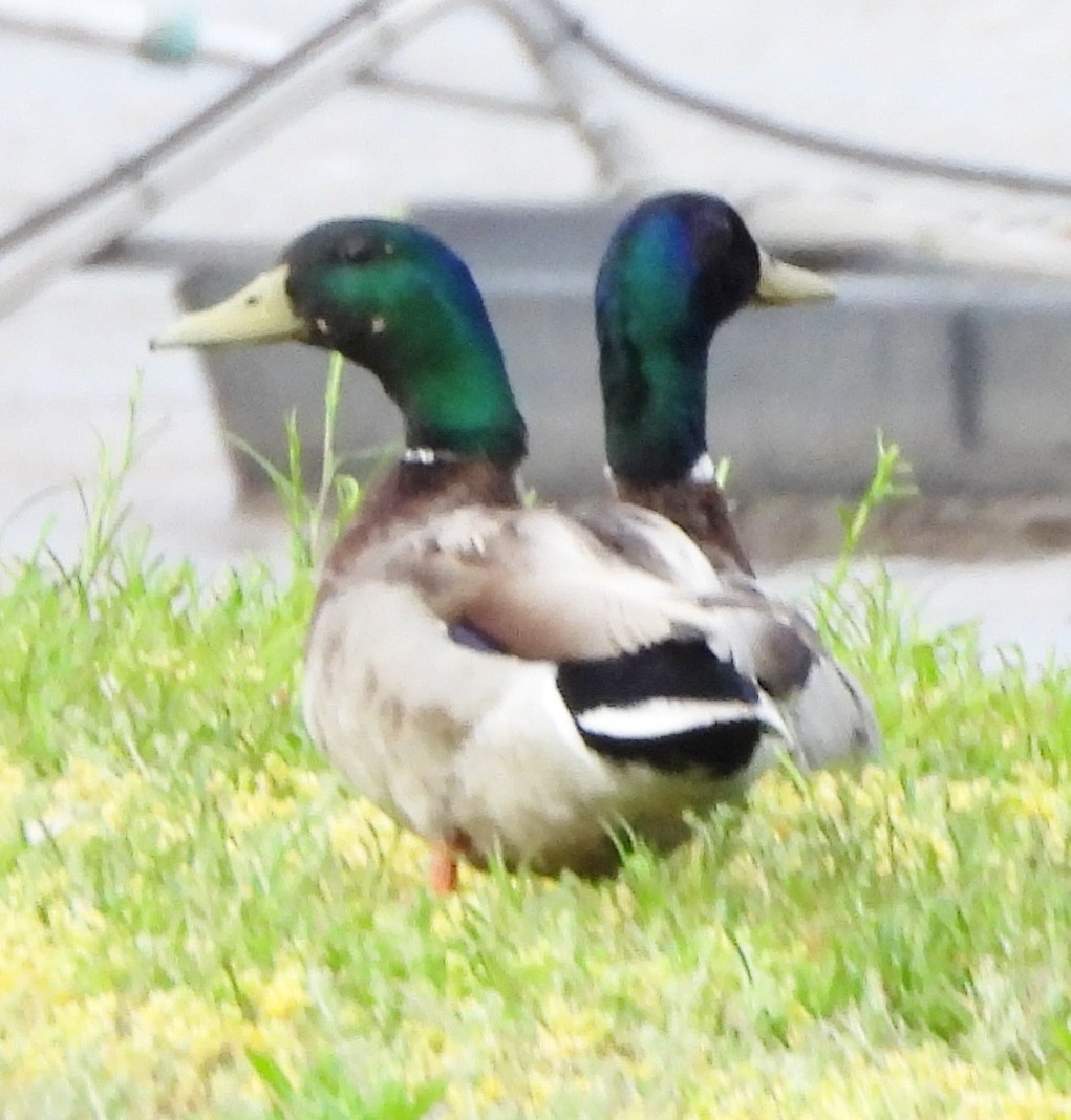 Mallard - ML619992158