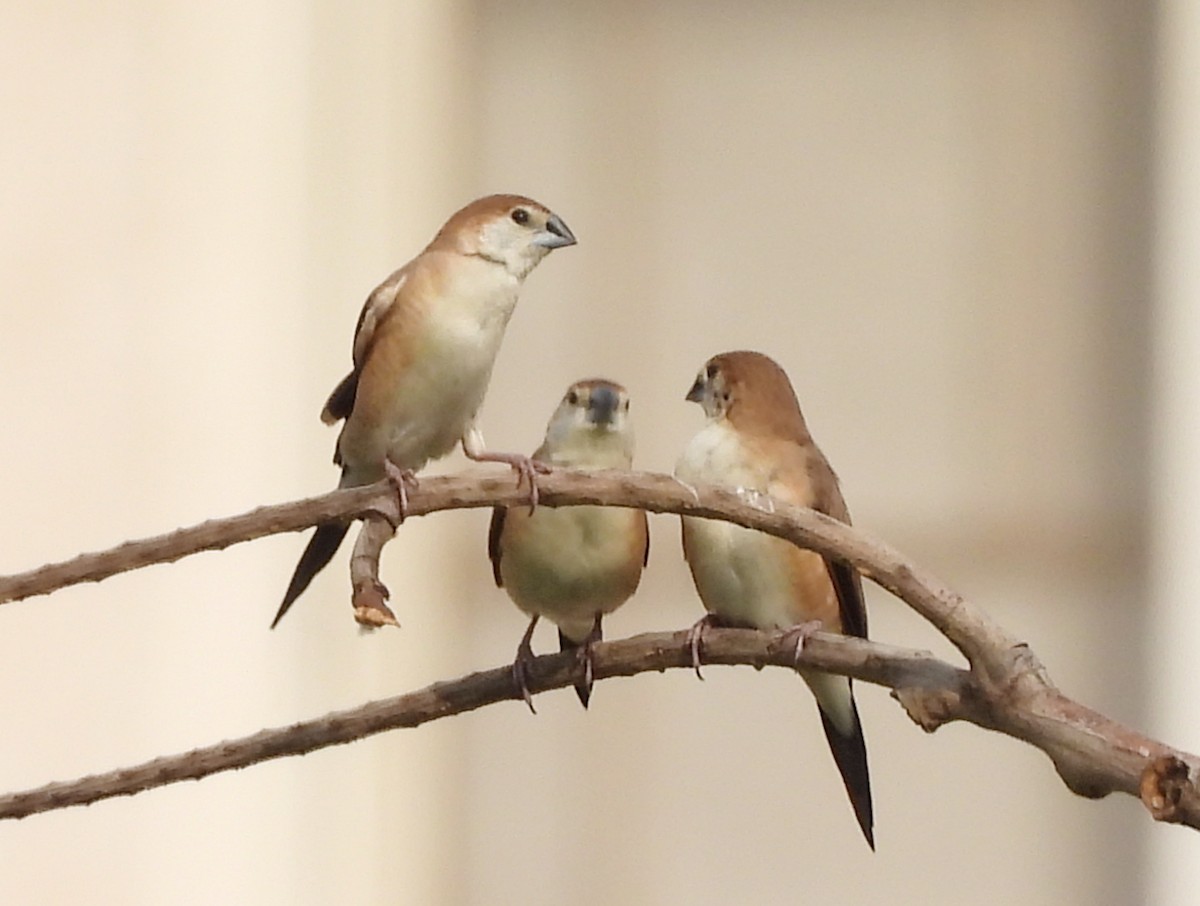 Indian Silverbill - ML619992160