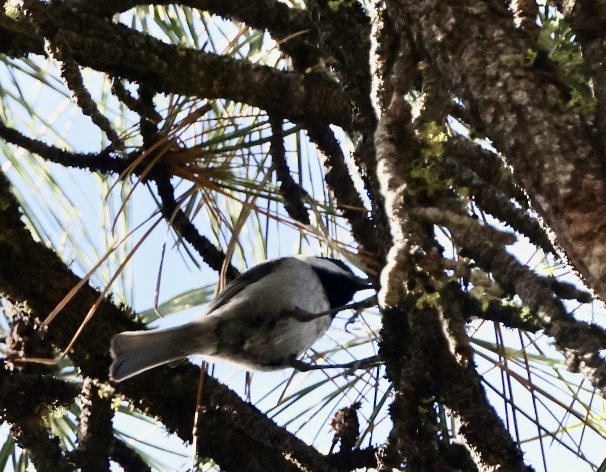 Black-throated Gray Warbler - ML619992172