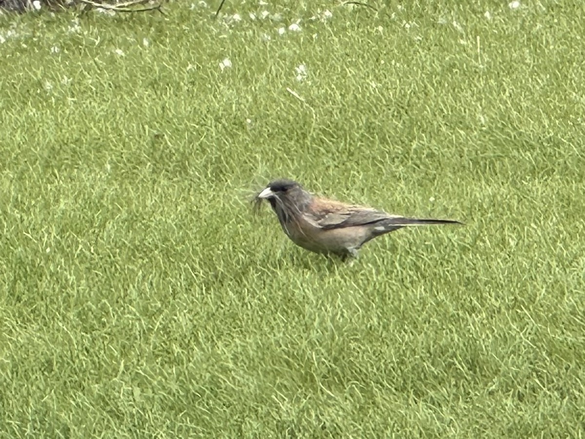 Junco Ojioscuro (grupo oreganus) - ML619992178