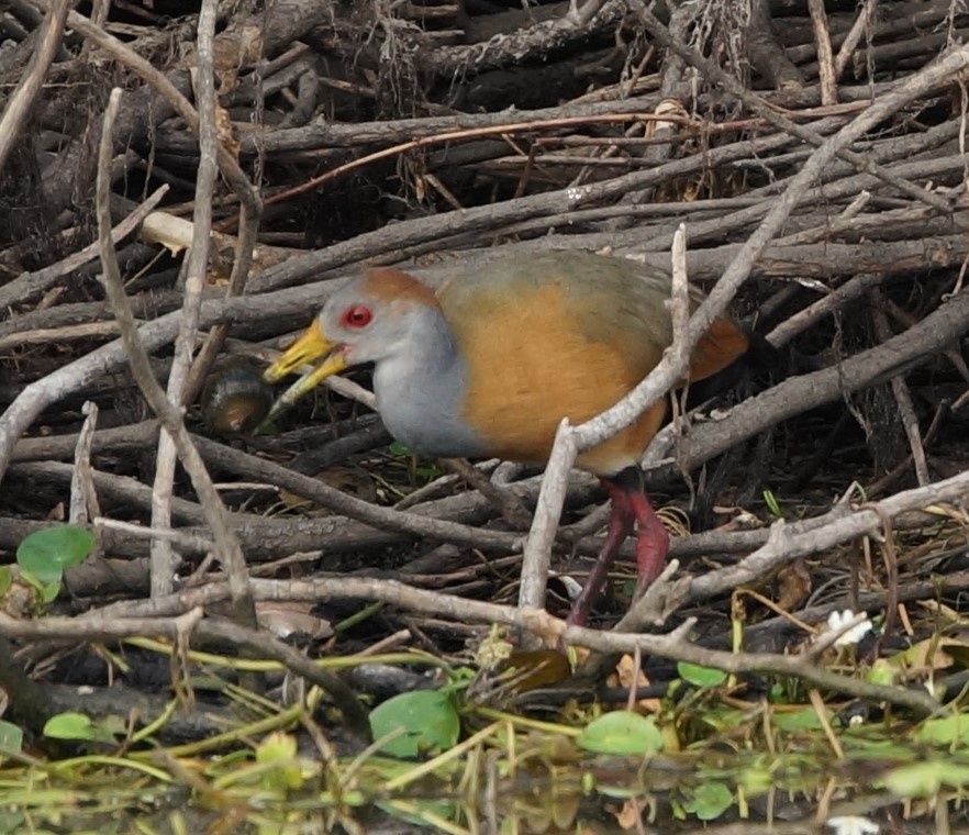 Russet-naped Wood-Rail - ML619992179