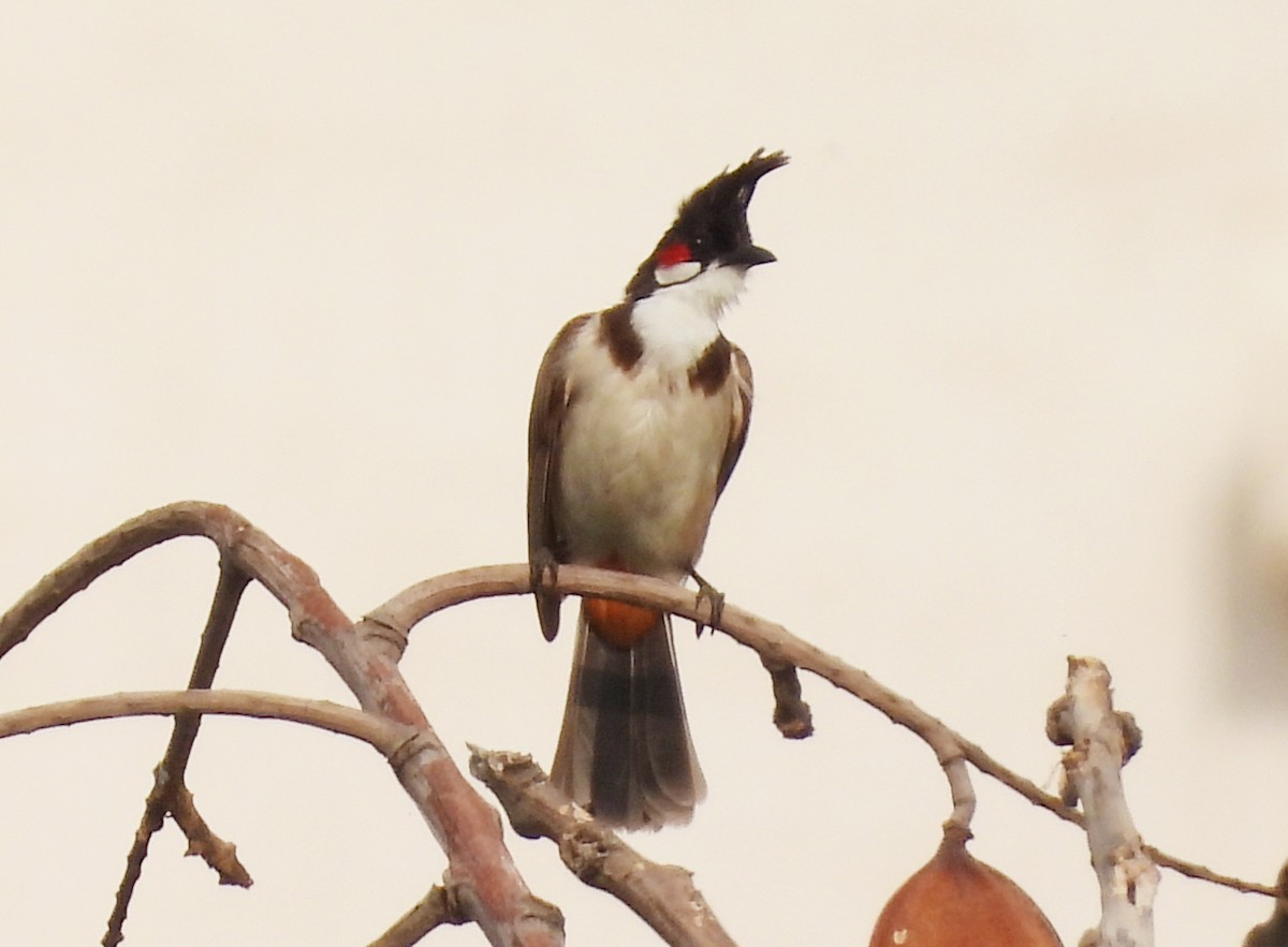 Red-whiskered Bulbul - ML619992186