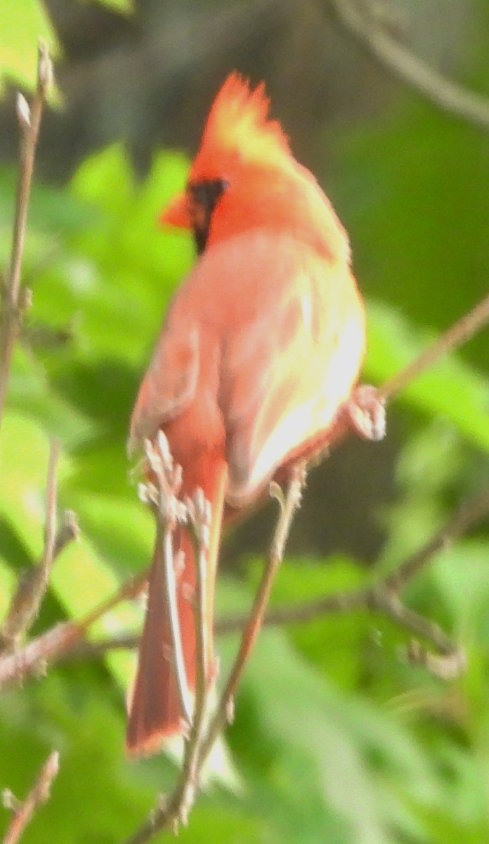 Cardinal rouge - ML619992188