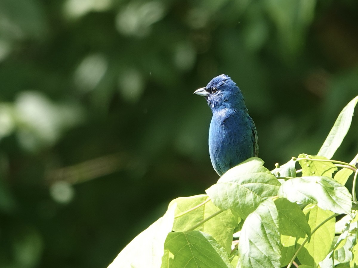 Indigo Bunting - ML619992195