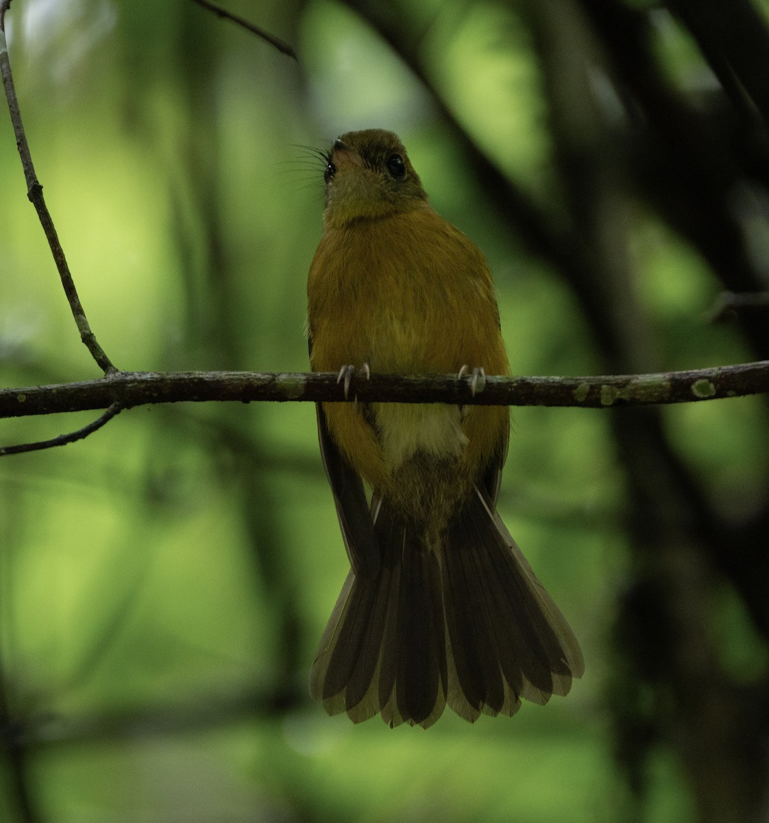 Tawny-breasted Flycatcher - ML619992215