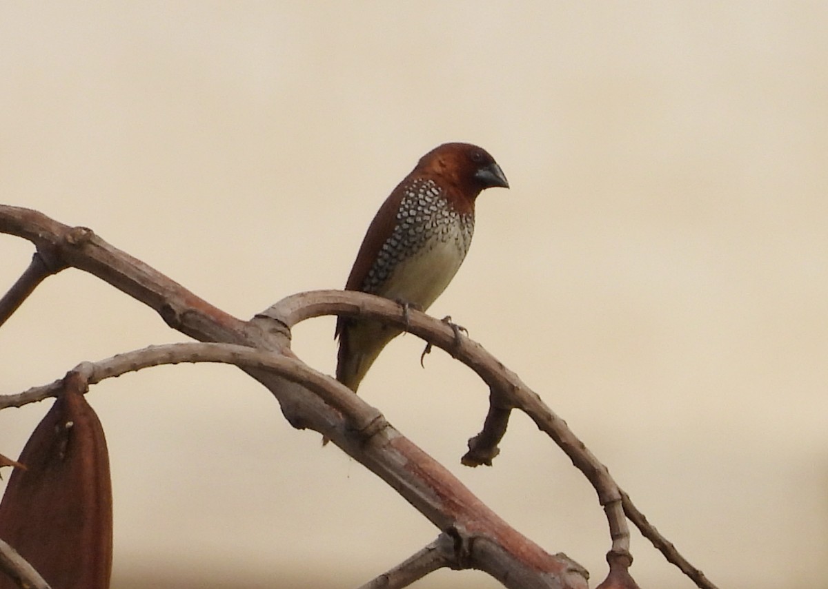 Scaly-breasted Munia - ML619992218