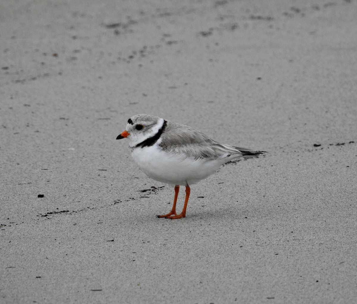 Piping Plover - ML619992224