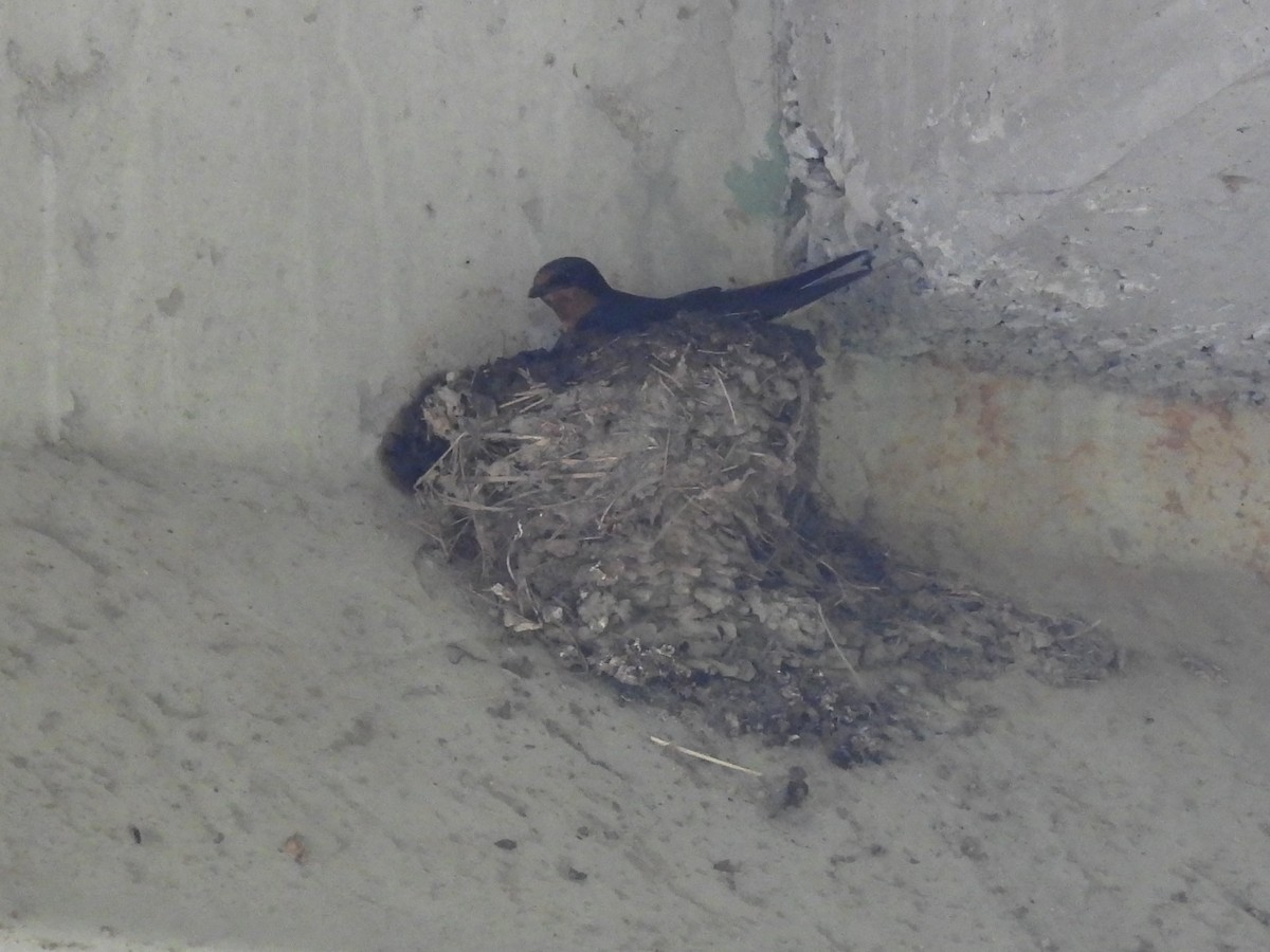 Barn Swallow - ML619992226