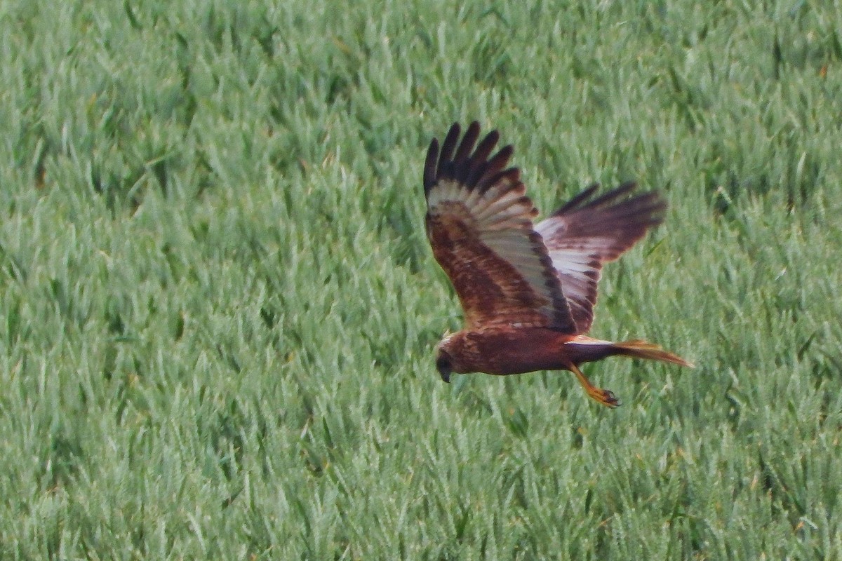 Western Marsh Harrier - ML619992233