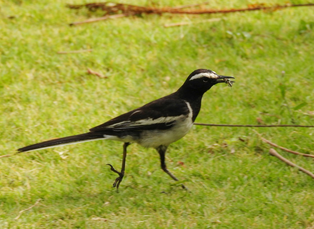 White-browed Wagtail - ML619992236