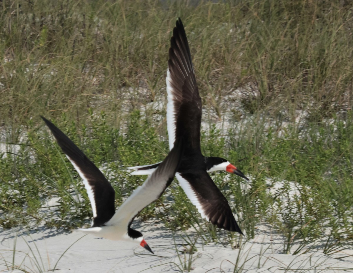 Black Skimmer - ML619992239