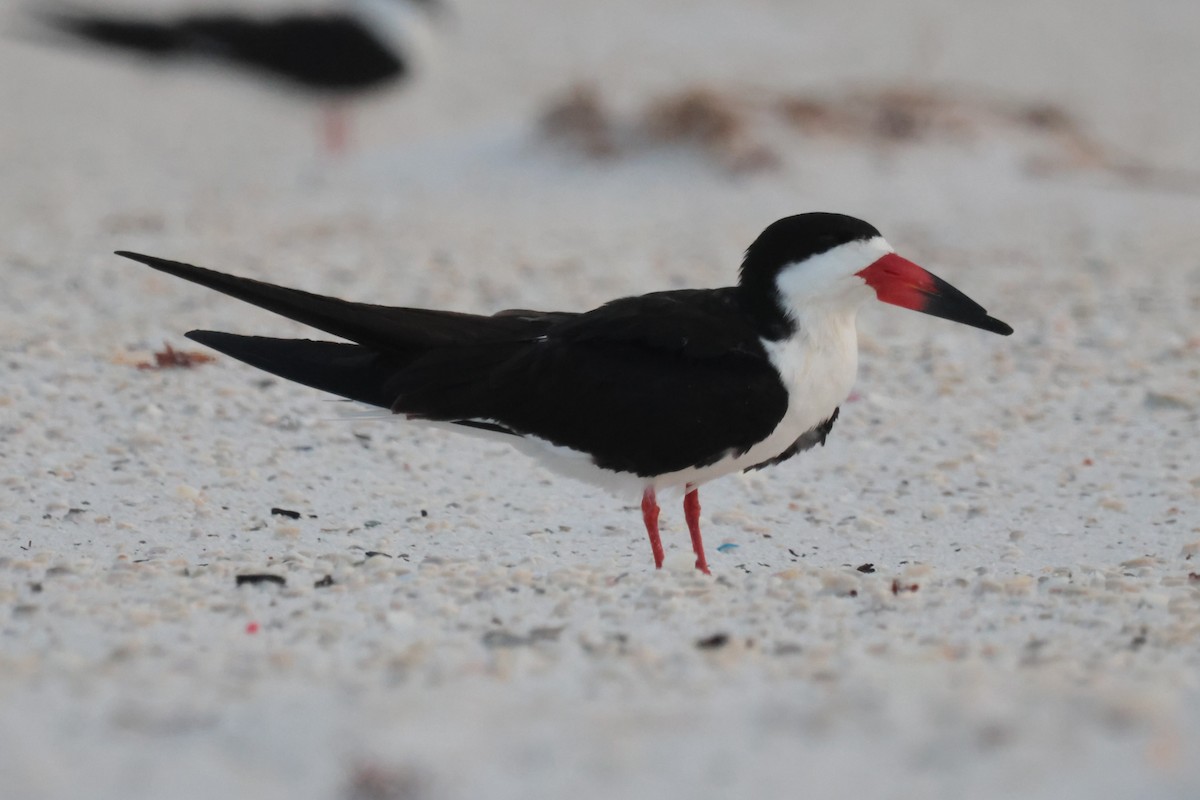 Black Skimmer - ML619992240