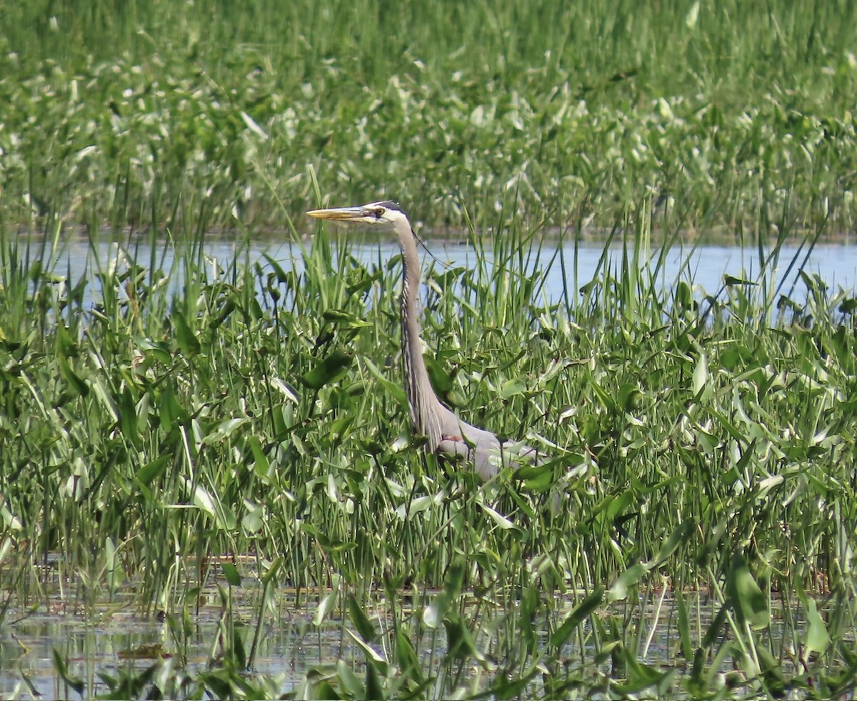 Great Blue Heron - ML619992241