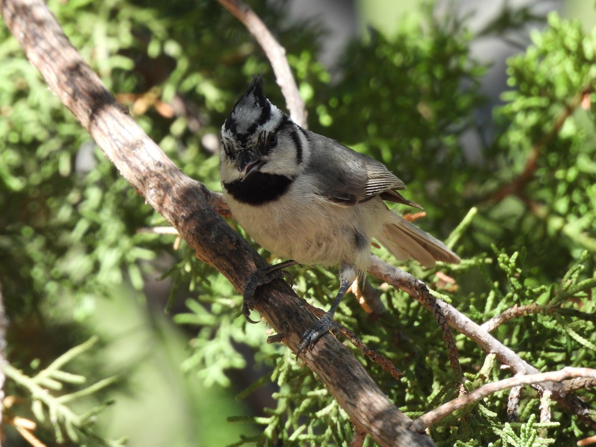 Mésange arlequin - ML619992243