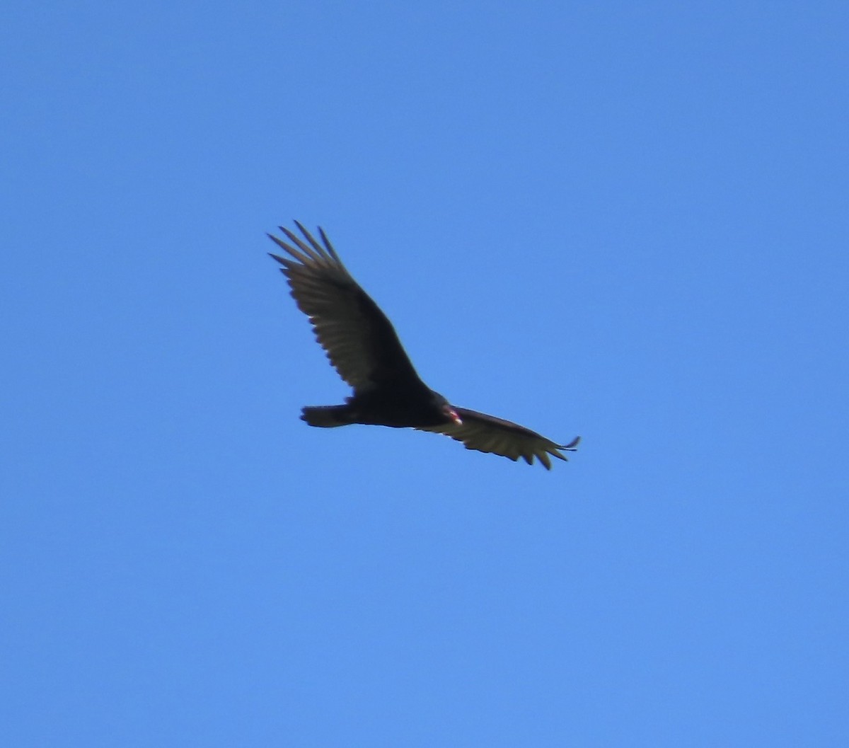 Turkey Vulture - ML619992249
