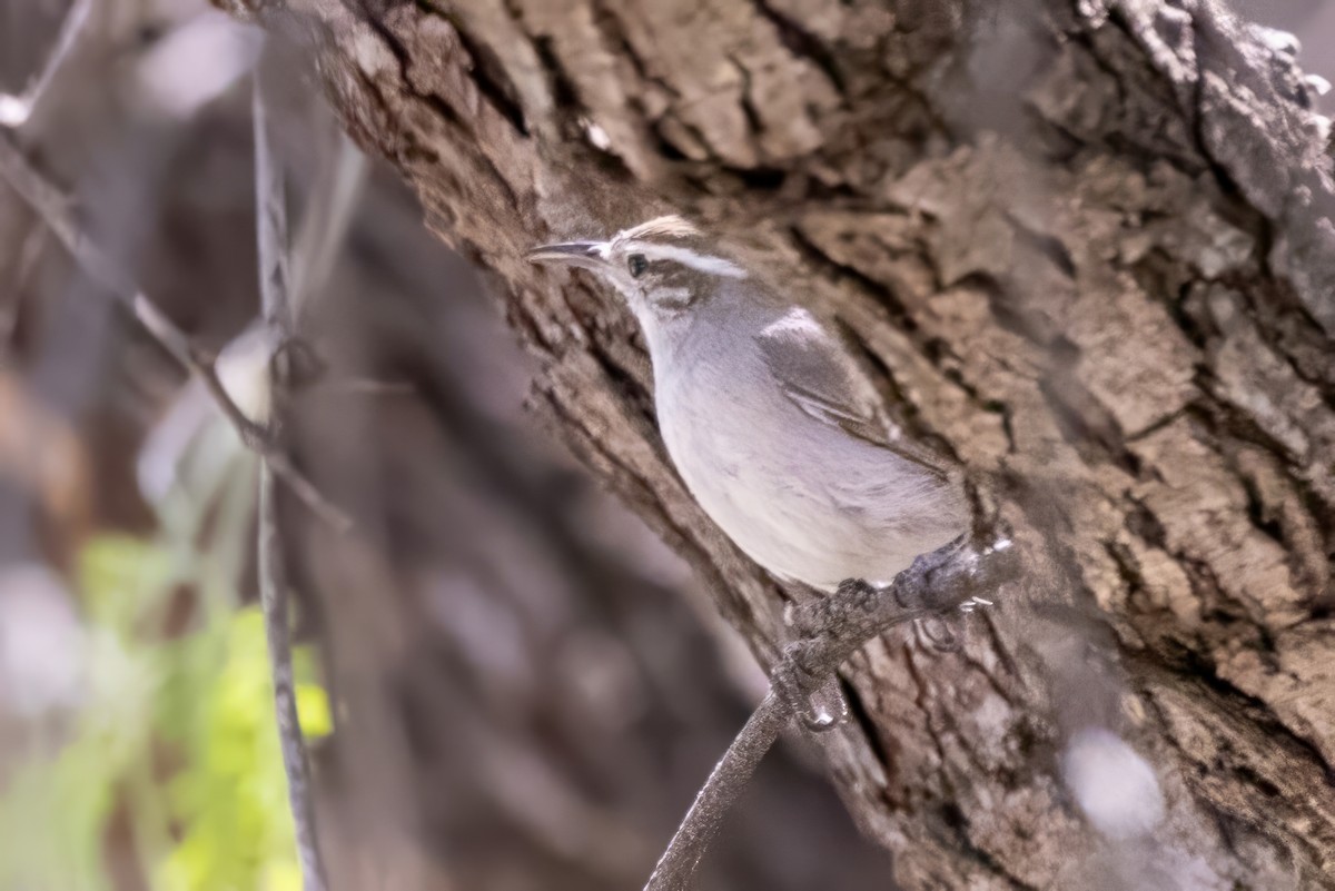 Bewick's Wren - ML619992273