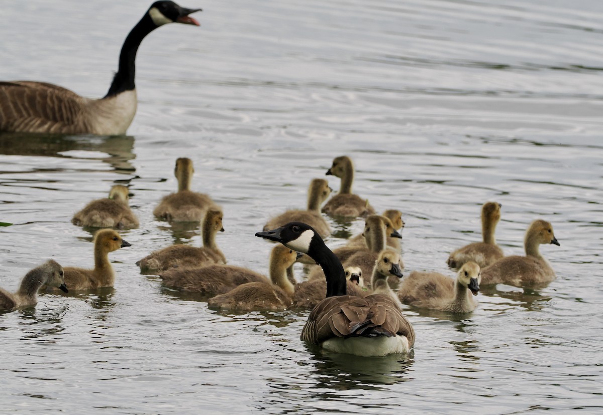 Canada Goose - ML619992276