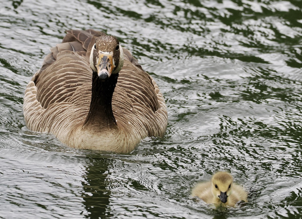 Canada Goose - ML619992277