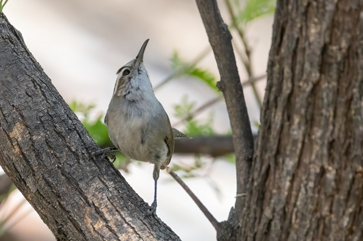 Bewick's Wren - ML619992280