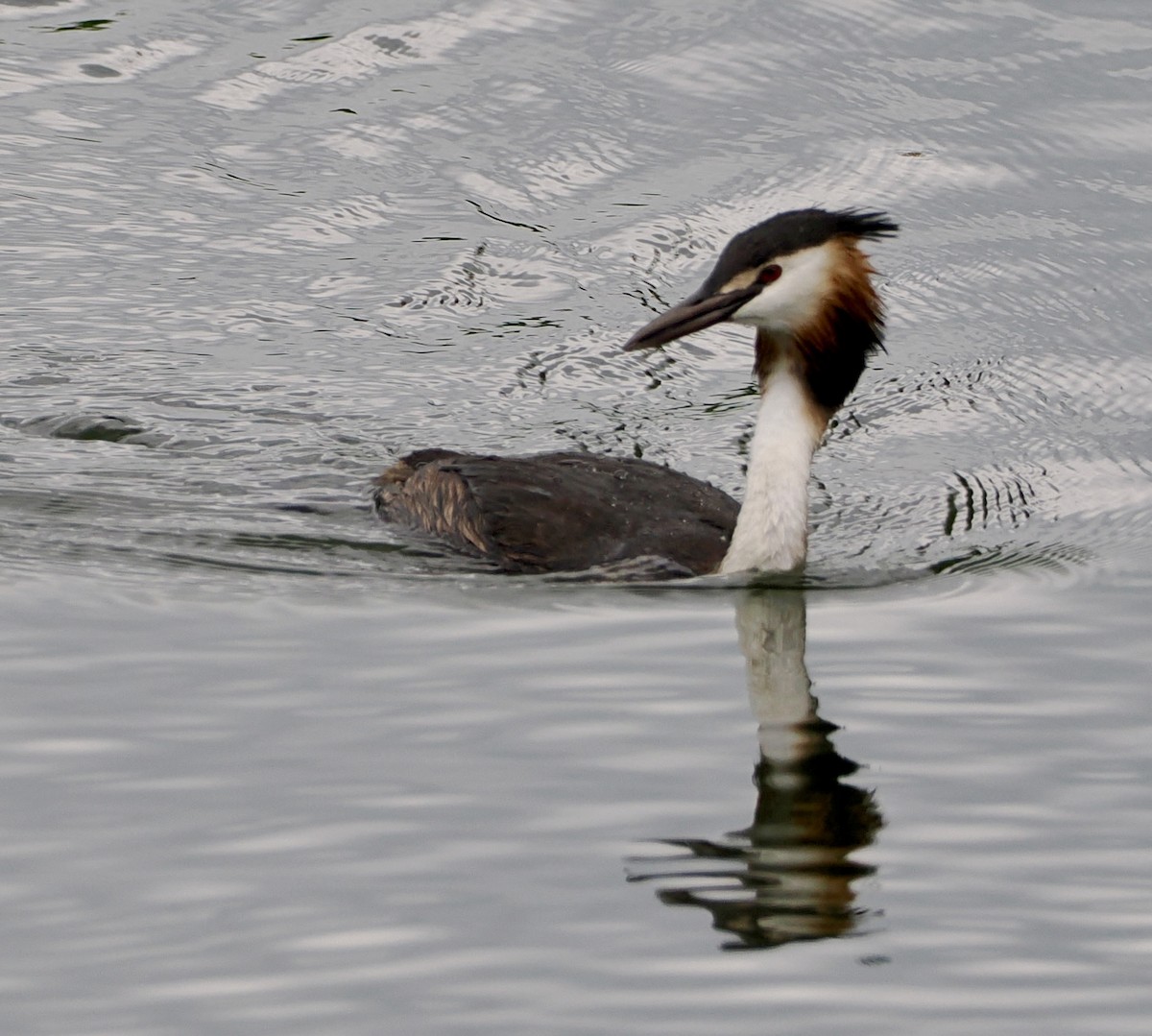 Great Crested Grebe - ML619992281