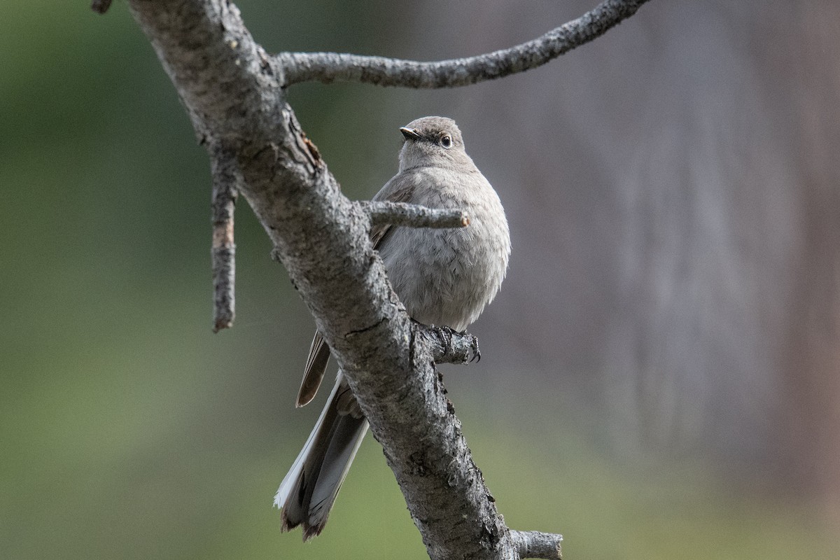 Townsend's Solitaire - ML619992282