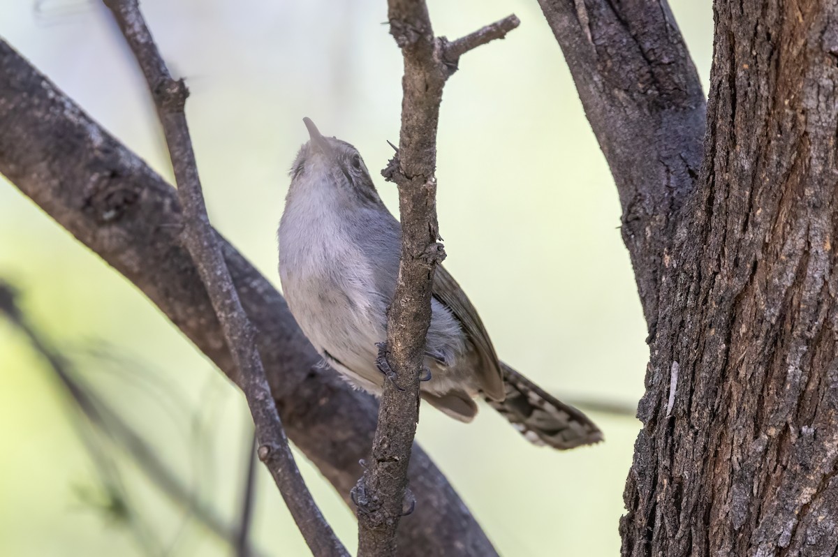 Bewick's Wren - ML619992285