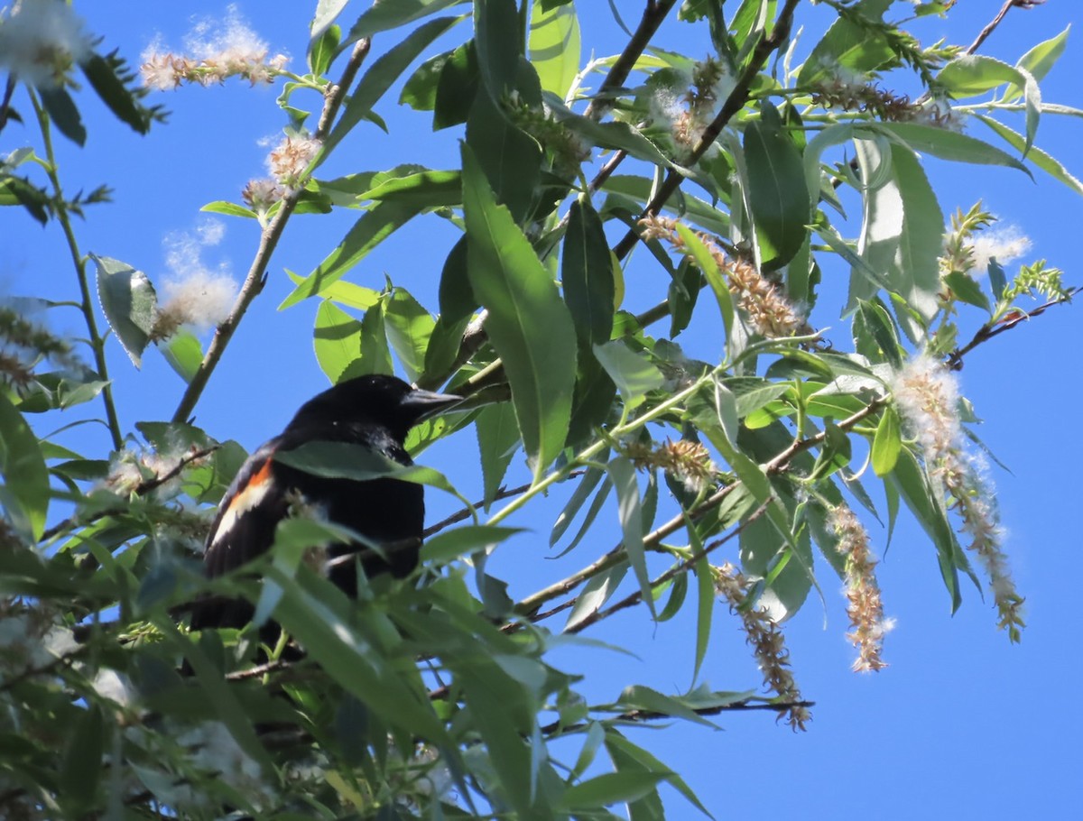 Red-winged Blackbird - ML619992289