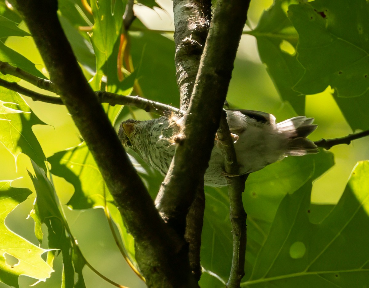 Northern Mockingbird - ML619992301