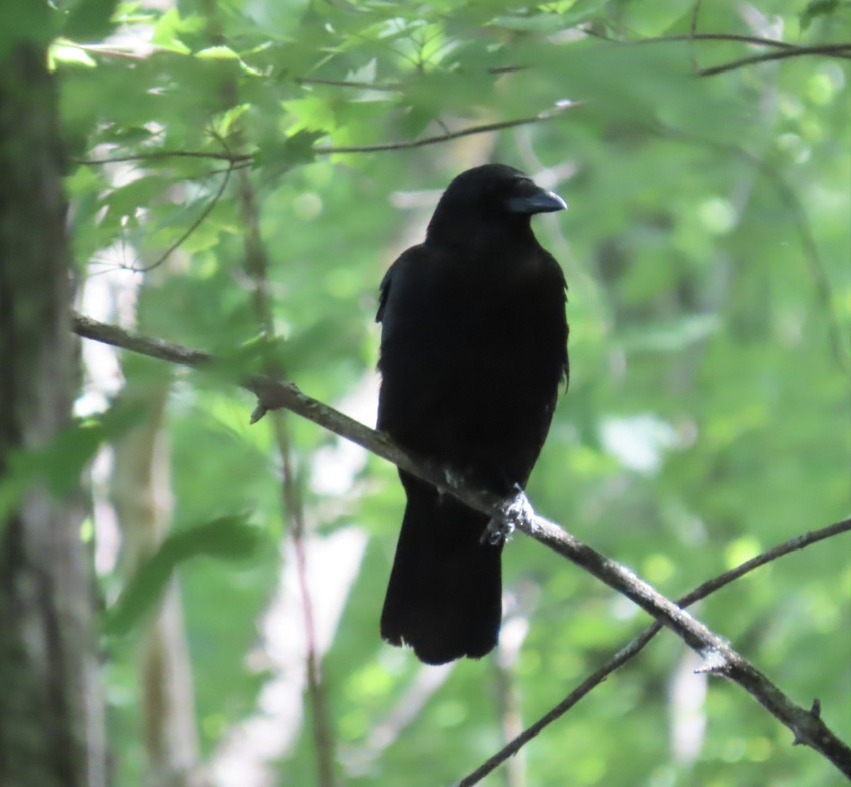 American Crow - ML619992307