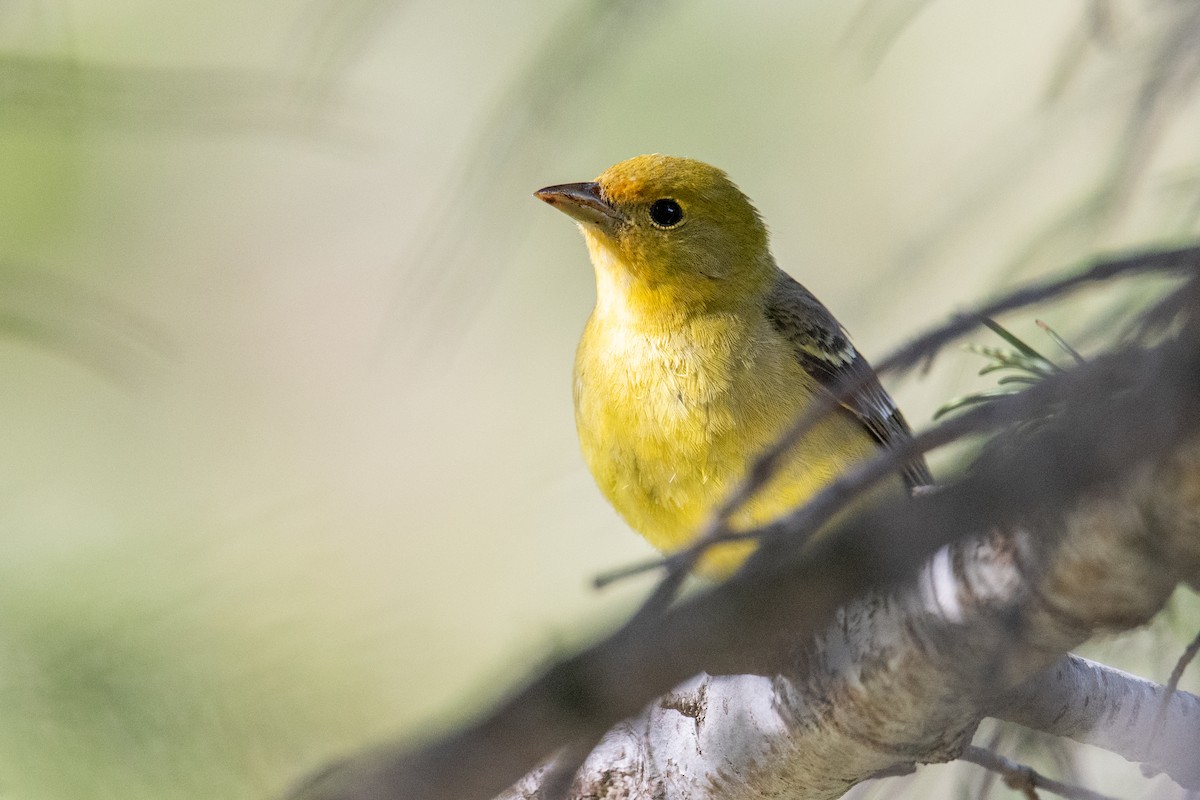 Western Tanager - ML619992312