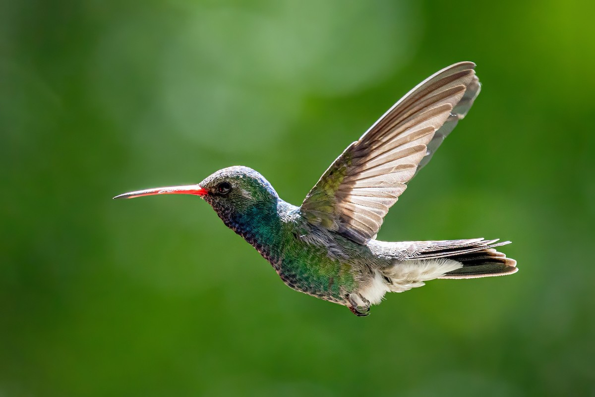 Broad-billed Hummingbird - ML619992326