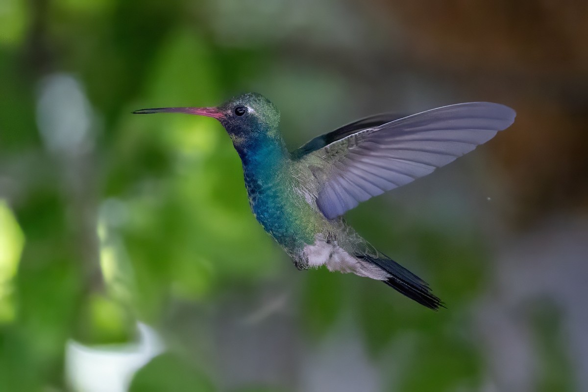 Broad-billed Hummingbird - ML619992329