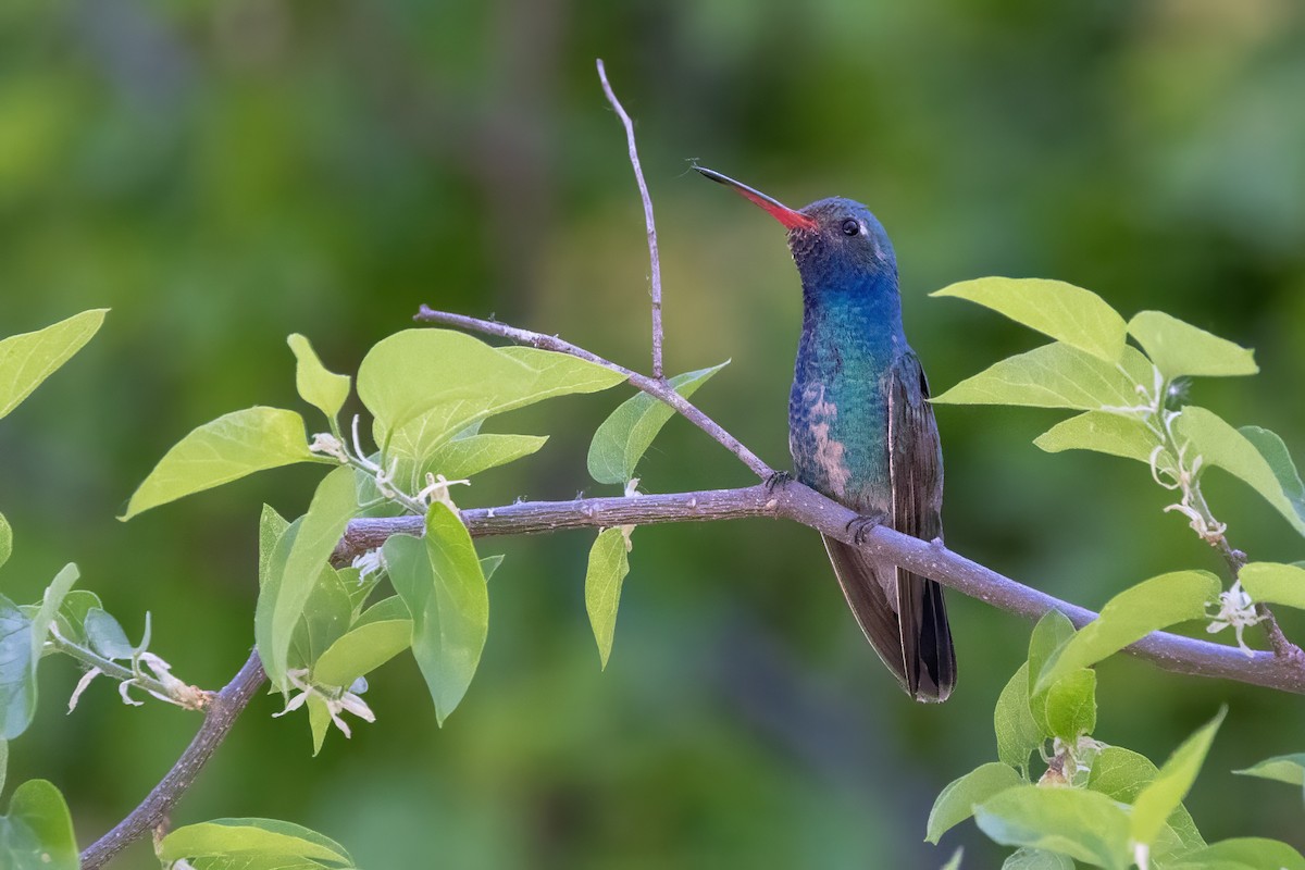 Broad-billed Hummingbird - ML619992332