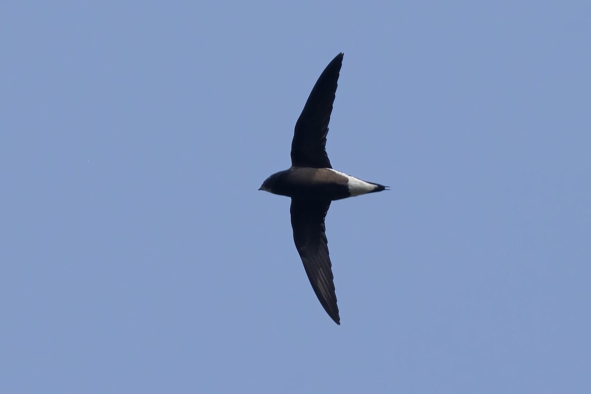 Brown-backed Needletail - ML619992334