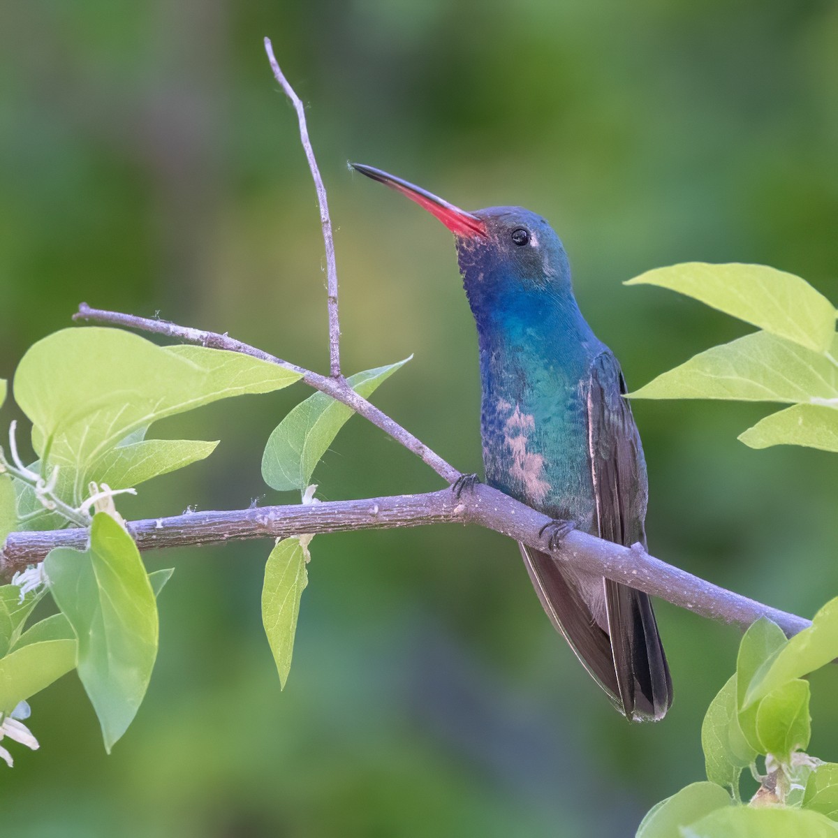 Broad-billed Hummingbird - ML619992336