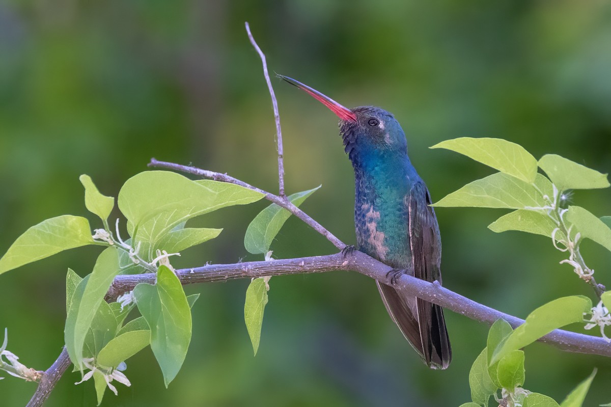 Broad-billed Hummingbird - ML619992337