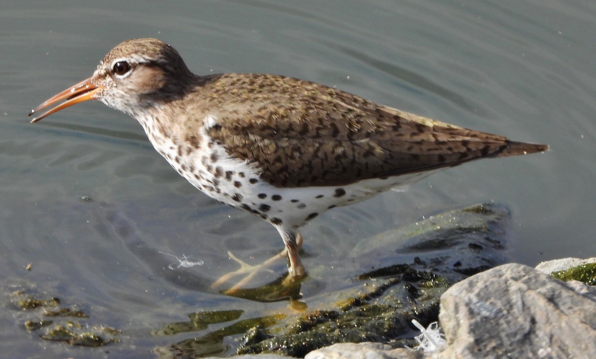 Spotted Sandpiper - ML619992338